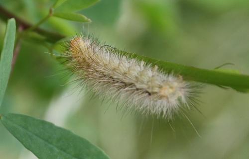Spilosoma lutea